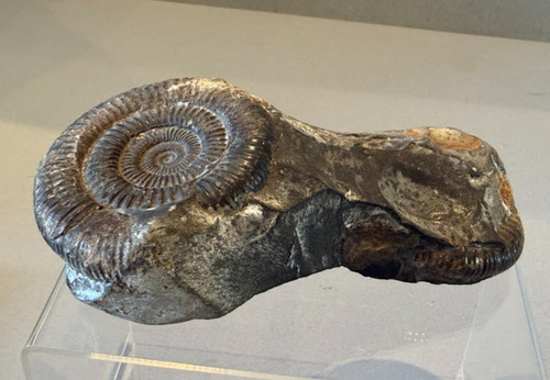 Dactylioceras double ammonite - dactylioceras,