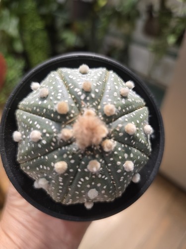 9cm succulent cactus - 9cm,