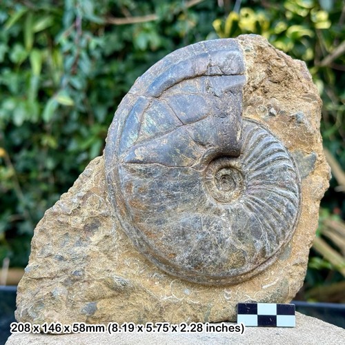 Rare scunthorpe ammonite - scunthorpe,