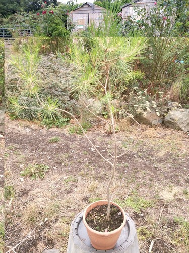 Aleppo pine pinus halepensis - pine/pinus,
