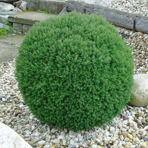 Miniature conifer teddy - conifer, 'teddy'