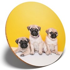 1 x Adorable Pug Puppies -