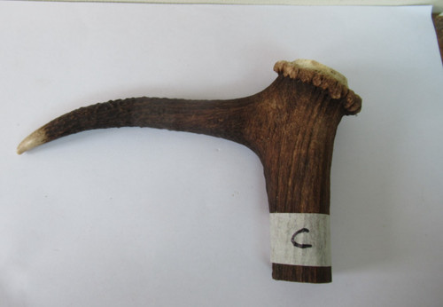 Red deer stag antler coronet - deer,