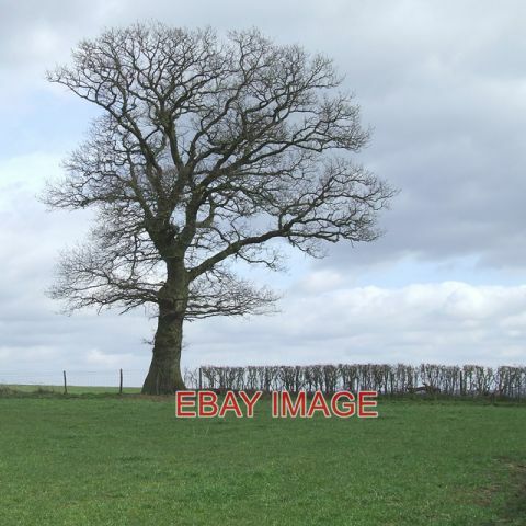 Photo grazing land with oak - photo,