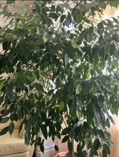Exotic Ficus Bejamina Indoor Plant Large