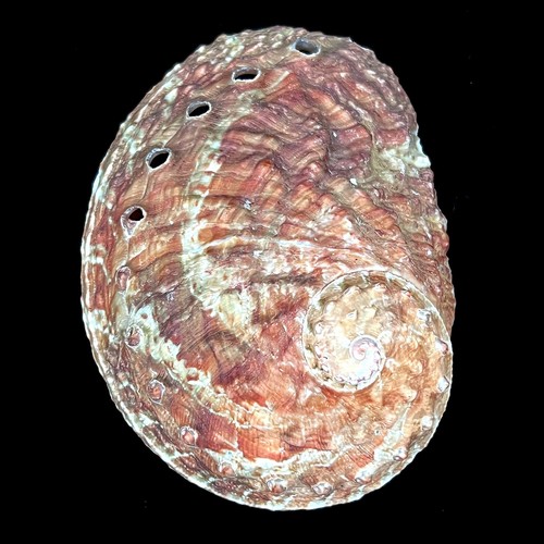 Abalone oval natural haliotis - oval,