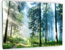 STUNNING WOODLAND FOREST TREES CANVAS PICTURE PRINT WALL ART