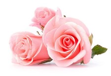 Bush Rose Plants, 'Queen