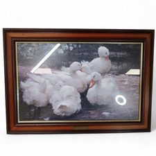 Alexander Max Koester Ducks on