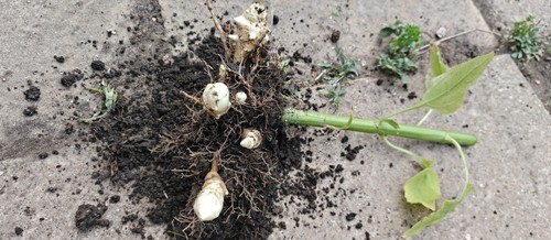 Jerusalem artichoke roots - 4,