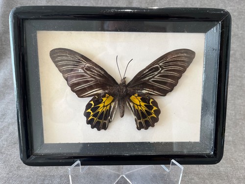 Vintage taxidermy butterfly - vintage,
