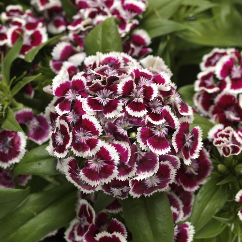 Dianthus red white picotee - dianthus,