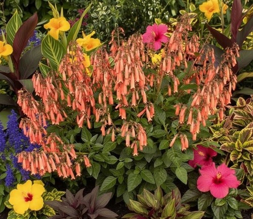 Phygelius tangerine pink - tangerine, cape