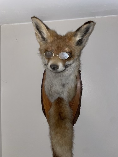 Taxidermy fox head with tail - fox,
