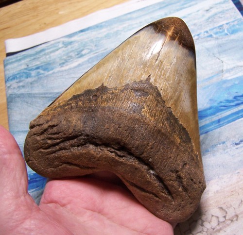 Megalodon shark tooth - shark, 5