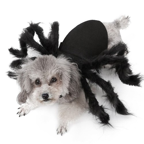 New halloween pet black - black, spider