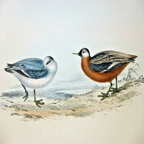 John gould charles - ,