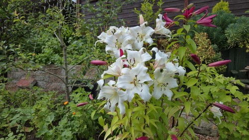 Giant lily perennial garden - lily,
