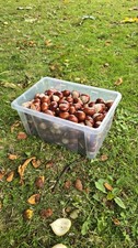 25 x Conkers - Various Sizes - 2025 Crop
