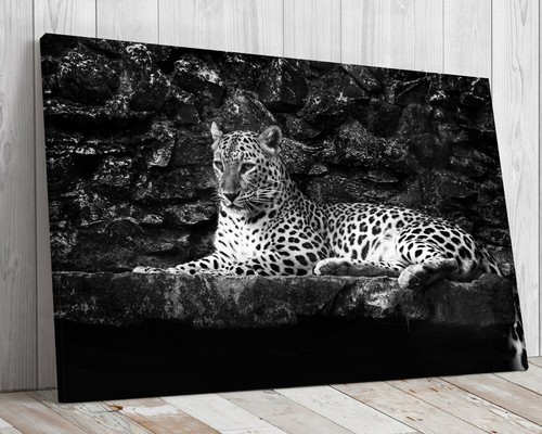 Leopard black and white - leopard,