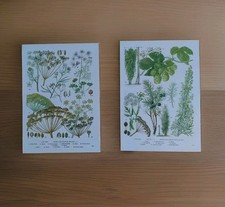 Botanical Prints Kitchen Decor