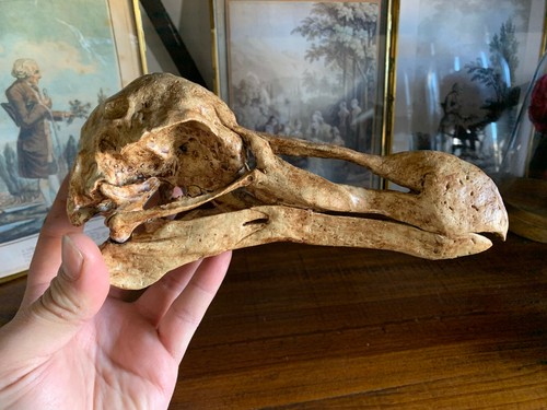 Dodo skull raphus cucullatus - skull,