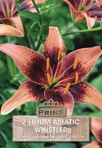 Lilium asiatic lily - lilium, 'whistler'