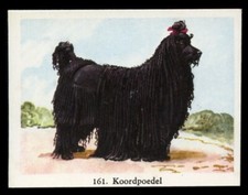 POODLE BLACK STANDARD CORDED French Dog Full Speed Cigarette Card - Dutch c 1954