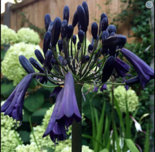 Agapanthus Black Panther Plant