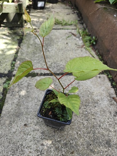 Actinidia kolomikta adam hardy - actinidia,