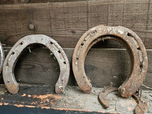 Rare suffolk punch horse - rare,