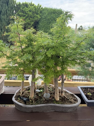 Bonsai forest - bonsai,
