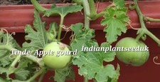Organic Heirloom Indian Tinde