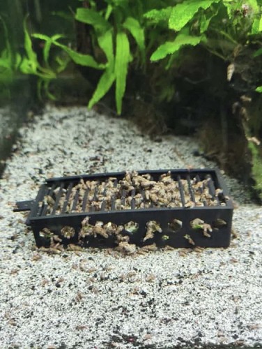 Aquarium snail trap - aquarium,