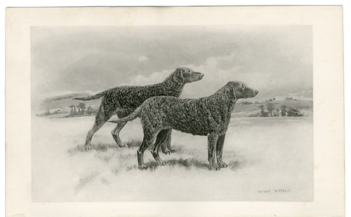 Curly coated retriever antique - curly,