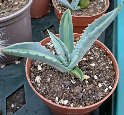 Agave lemon lime potted - agave,