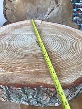 Large 21"-23" rustic log slice