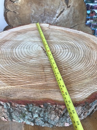 Large rustic log slice - 21"-23",