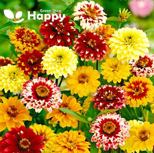 Zinnia - Persian Carpet mixed - 500 seeds - Zinnia haageana - Double flowered