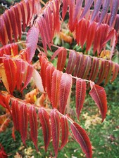 RHUS TYPHINA, Staghorn Sumac, fern like, hardy shrub,  red autumn colours,