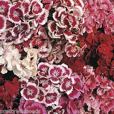 Sweet William Indian Carpet Mixed Seeds Hardy Perennial 2,000 TO 100,000 SEEDS