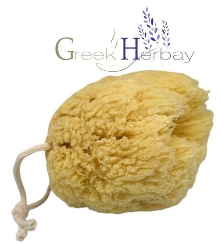 Natural dried greek sea - sea, sponge