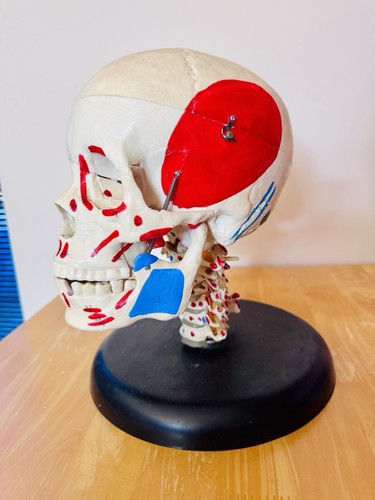 Life size human - human, replica