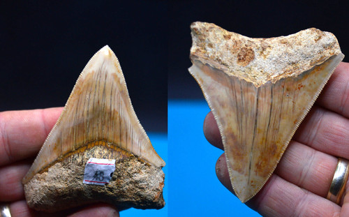 Sale best value megalodon - ,