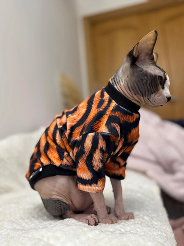Squish velour velvet - , sphynx