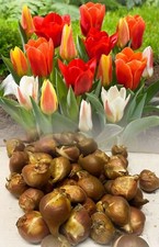 1-1000 MIXED DWARF  TULIP