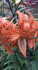 Lilium Lancifolium X6 Bulbets Tiger Lily seeds UK Hardy Perennial Live