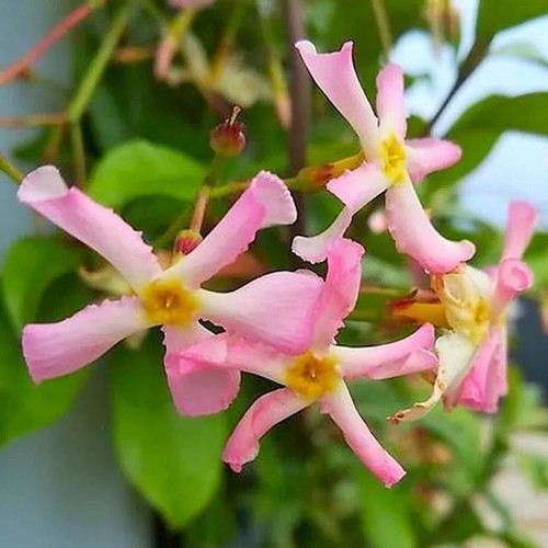 Star jasmine pink - jasmine,