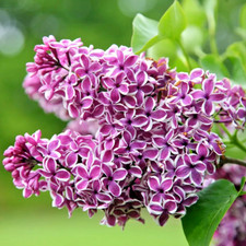 Syringa Vulgaris Lilac Tree - Sensation XXL Large 3L Pot - Hardy Flowering Shrub