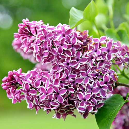 Syringa vulgaris lilac tree - vulgaris,